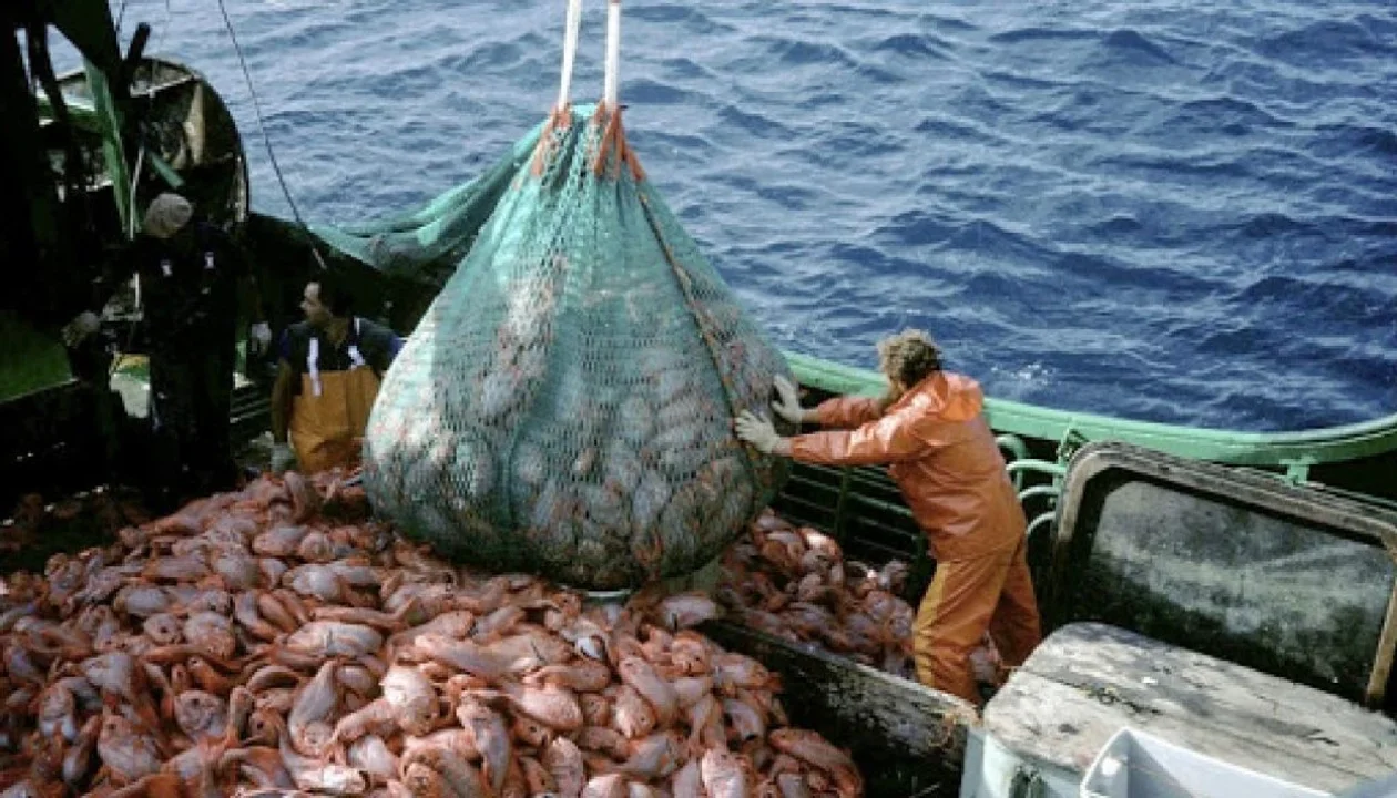 INDEC dio a conocer el índice positivo de la pesca marítima: creció 14,3% interanual