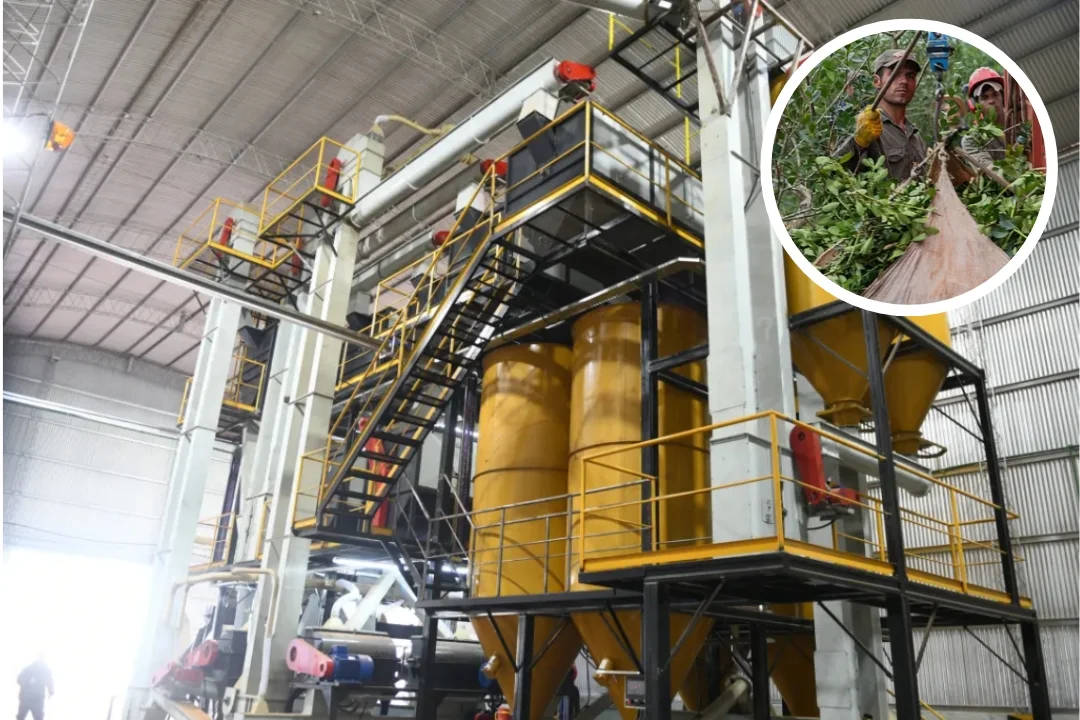 Venta de yerba mate cae 9% en febrero y marca el peor mes del lustro