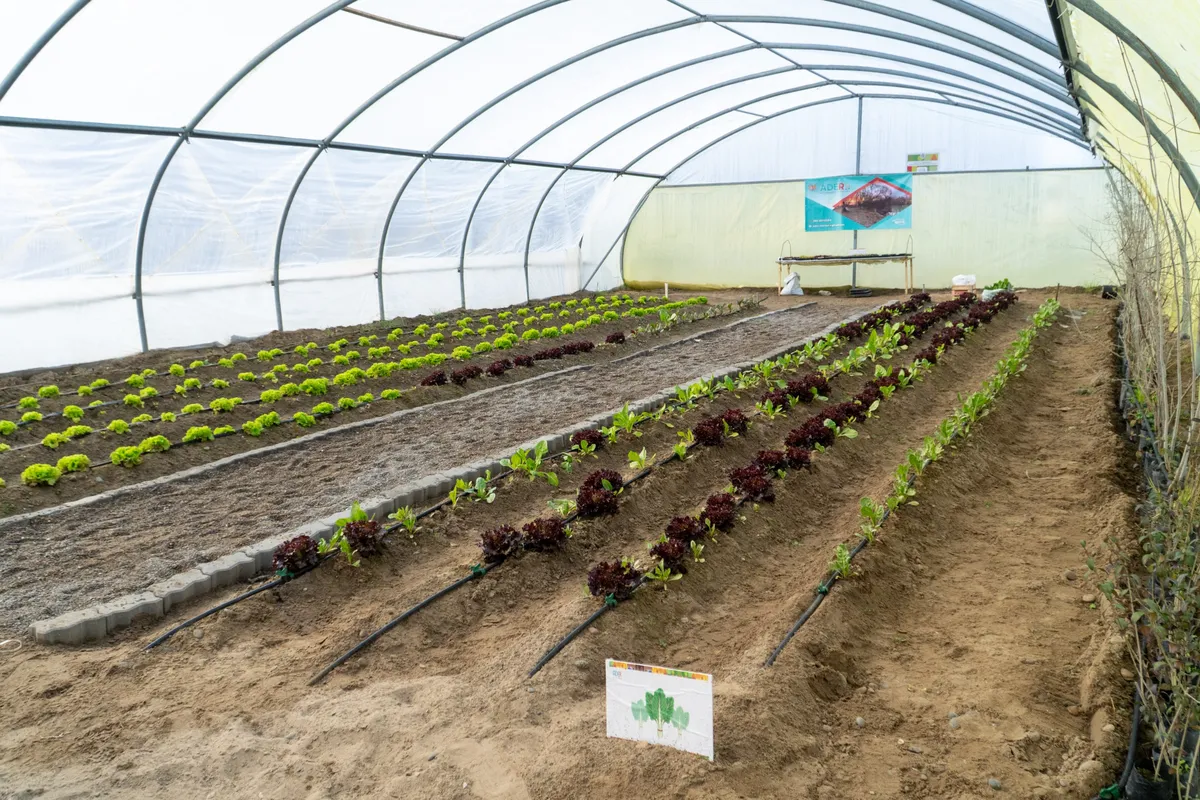 ADER cosechó la primera producción de su invernáculo